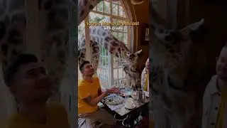 Why visit Kenya? #adventure #kenya #shortvideo #safari