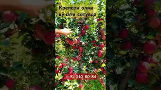 ☎️90-560-50-34 Крепсон олма кўчати сотувда