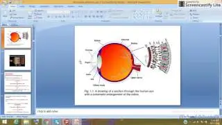intro to fat soluble vitamins-vitamin A