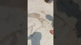 #shorts