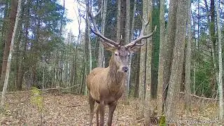 Лесная жизнь зимой