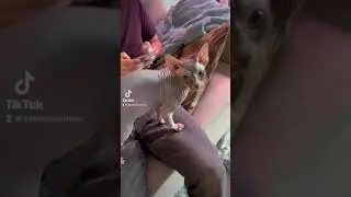 🤣😸 I used the tiktok voice changer on my cat!