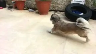 Samsung galaxy s3 slow motion 120 fps. Running dog.