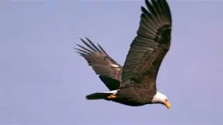 slow motion soaring bald eagle closeup