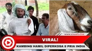 Sadis! 8 Pria di India Perkosa Kambing Hamil Hingga Mati, 