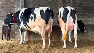 85578-87703,  40 + ਵਾਲੀਆਂ ਐਚਐਫ ਗਾਵਾਂ ਸੇਲ ਏਰੀਆ ਕਪੂਰਥਲਾ