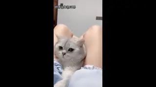 铲屎官迷惑行为大赏！我只是个小可爱为何要对我下此毒手~都是什么沙雕主人！不大聪明的亚子