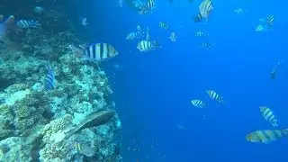 Египет 2018. Плаваем с рыбками в Красном море. Что за чудо-рыба?