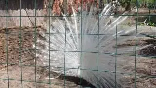 видео павлин