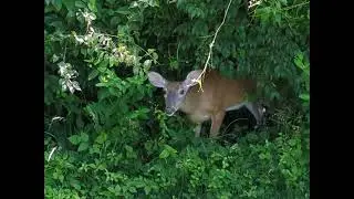 Deer Sneaking out to eat