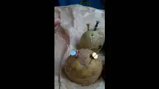 My First Potato battery to power LED
