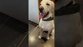 Dog's Determination to Bark Quietly Speaks Volumes of Intelligence! || PETASTIC 🐾