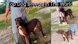 Top Dog Breeds In The World Animal World TV