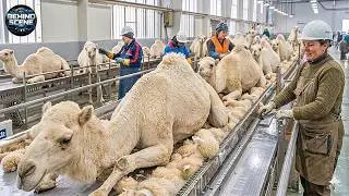 Inside the Modern White Camel Wool Factory: Crafting $15,000 Premium Jackets from Elite Camel Wool