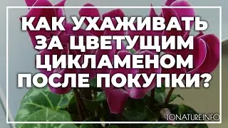 Как ухаживать за цветущим цикламеном после покупки? | toNature.Info