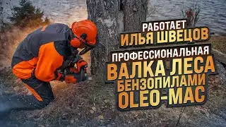 Tree felling with Oleo Mac chainsaws - professional tree felling saws test