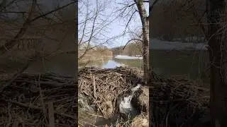 Бобры в деле...