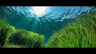 Крыша из движущихся водорослей