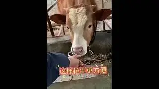 Кольцо в нос быка. Гуманное