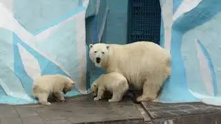 The hungriest bear cub or lunch for three.