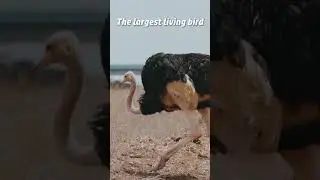 3 Fascinating Facts About Animals and Plants 