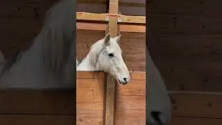 Having a Chat with my Buddy Sam the HORSE before TRIMMING his HOOVES 