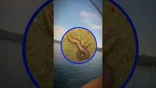 Fishing in the Black Sea. Mullet.