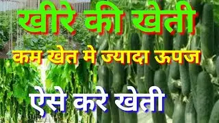 खीरे की खेती।खीरे की खेती कैसे करें।cucumber farming।khire ki kheti।