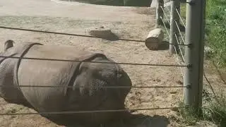LAZY rhino farts at the Denver ZOO!!