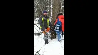 Две женщины Троицка, спасая дерево, не испугались бензопилы.