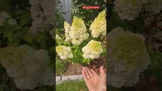 Обзор гортензий в моём саду: Бобо, Меджикал Килиманджаро, Вимс Ред и Диамантино.