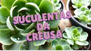 SUCULENTAS DA CREUSA - ARRANJOS E MUITAS GLAUCAS DISPONIVEIS PARA VENDA