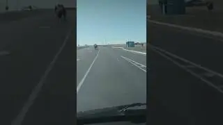 Осторожно животное на дороге. И это не 🐿️