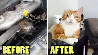 Before And After Pics Of Happy Rescued Cats [Mr Ghist]