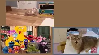 Kittens & Cats Meowing SESAME STREET THEME (A cappella)