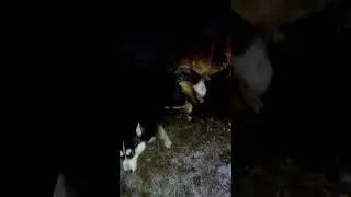 Собаки слиплись