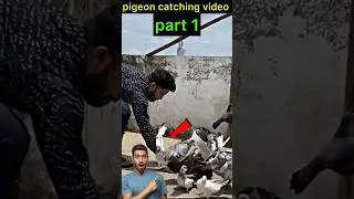 kalduma pigeon catching video part 1 😍 | #pigeon #kabootar #shortsfeed #shorts
