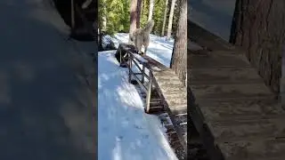 Цунами прошел год. 