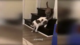 funny dogs howling cats