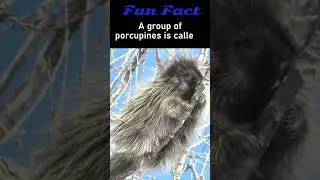 Fun Facts : Porcupine🤣