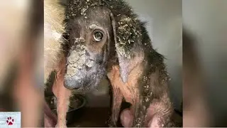 A rescue dog's never ending story