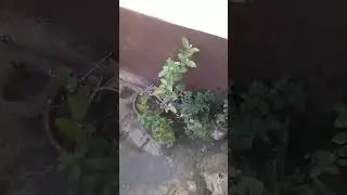 #nature