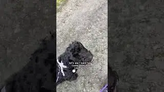 Leash Tip I SWEAR By 🐾