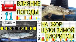 Влияние погоды на жор щуки зимой. Биоритмы. Декабрь 2023