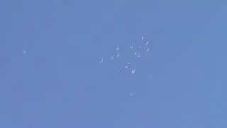 Пермские голуби.