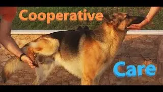 Cooperative care: German Shepherd R+ handling