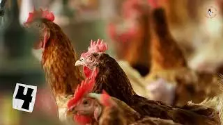 10 Interesting Facts about Chickens You've Never Known 🐔