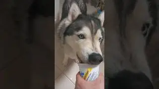 Хаски ест сметану 