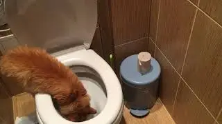 Киса Алиса пьет из унитаза