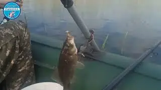 Рыбалка на озере Майбалык. Деликатные поводки в деле. 